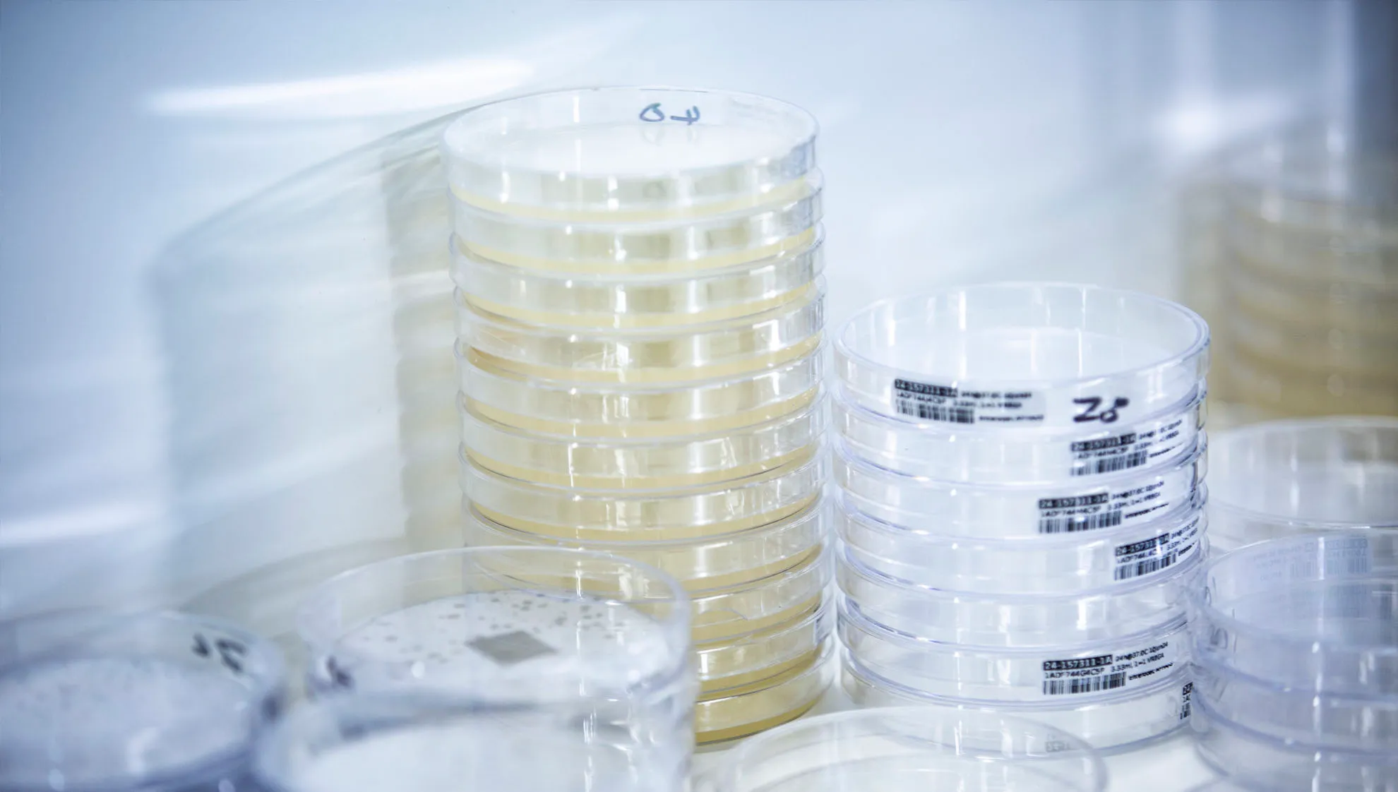Petri dishes for the colony counting system by Motion Design automation. 
